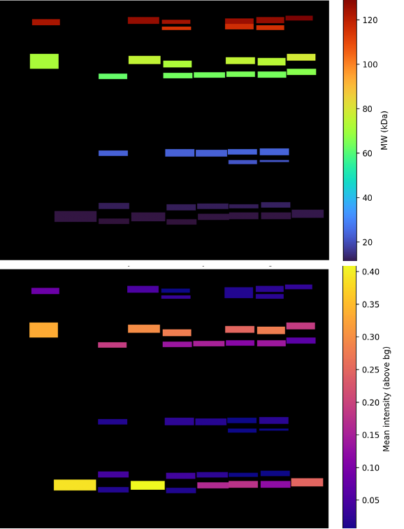 Quantified output — bands mapped by molecular weight and mean intensity